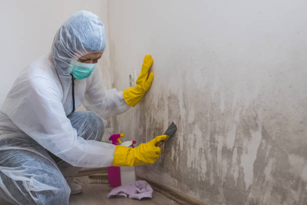 Best Emergency Mold Remediation  in West Hill, OH
