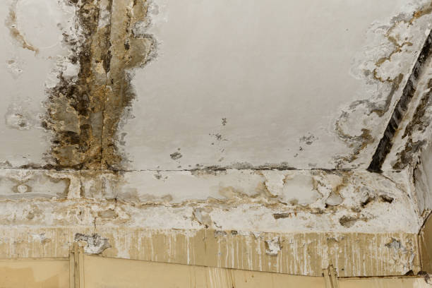 Best Mold Damage Restoration  in West Hill, OH