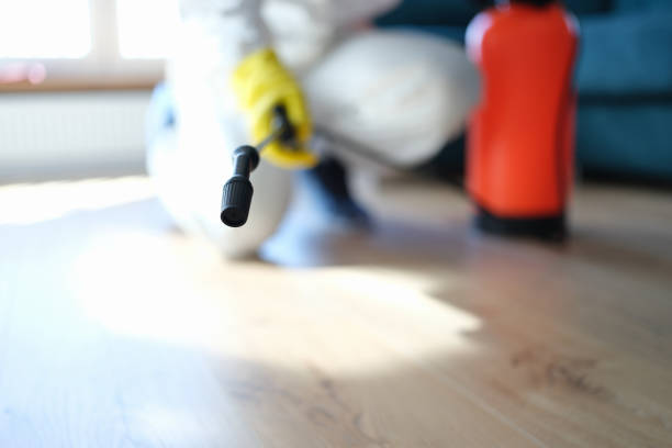 Best Black Mold Removal  in West Hill, OH