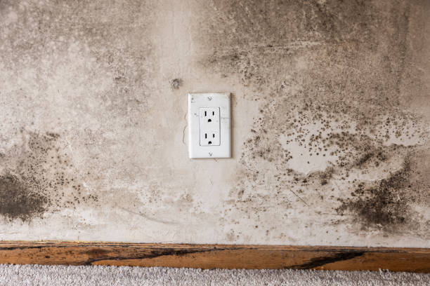 Best Mold Removal for HVAC Installations  in West Hill, OH
